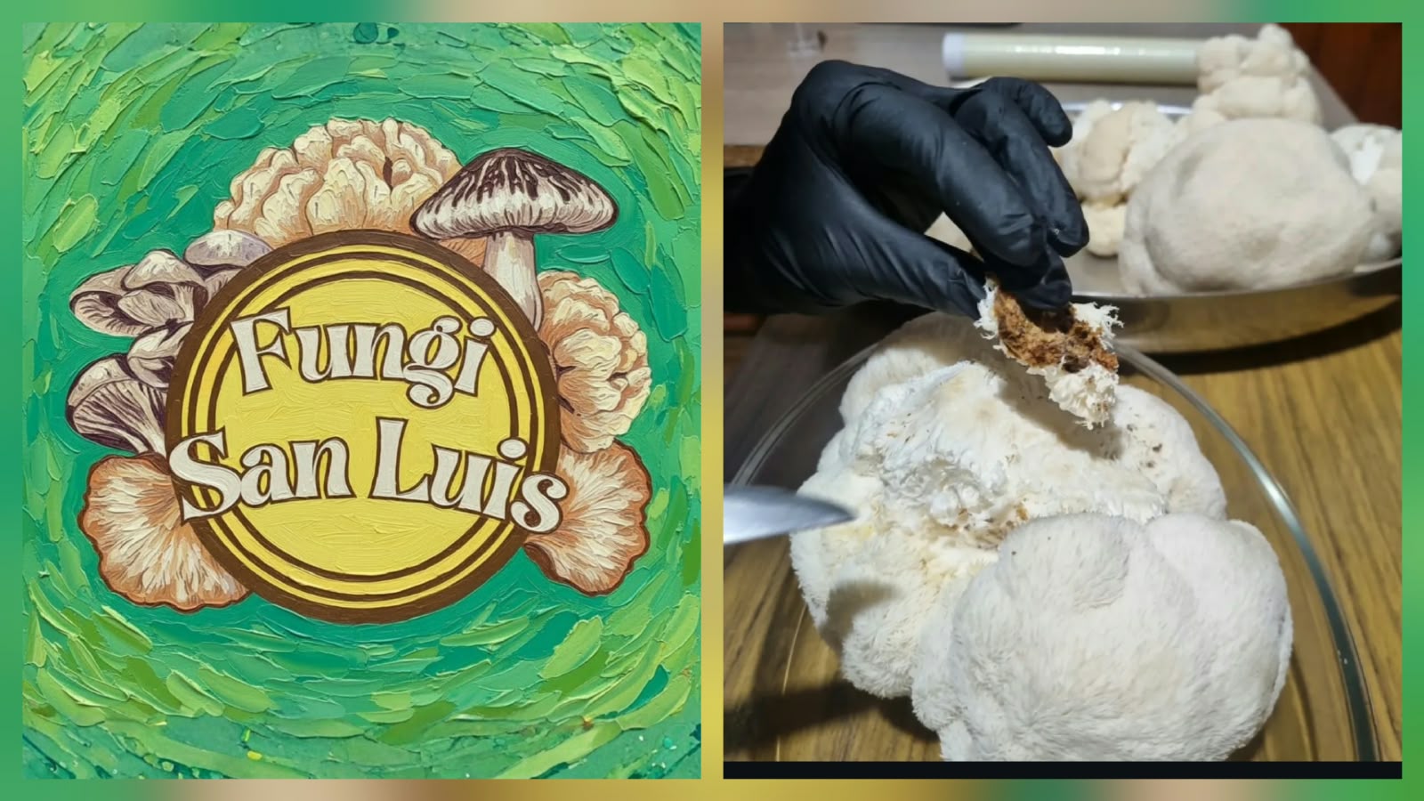 Fungi San Luis: Producción de hongos comestibles y adaptógenos en Villa San Luis