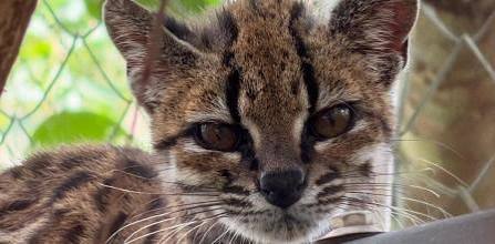 Hallazgo histórico: descubren en Bolivia una nueva especie de felino salvaje por primera vez en más de 100 años