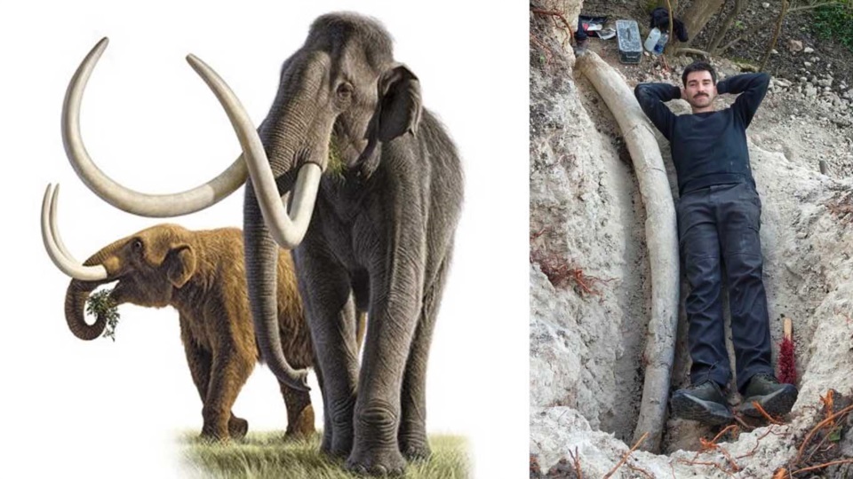 Hallan en San Pedro un colmillo de mastodonte de más de 2 metros